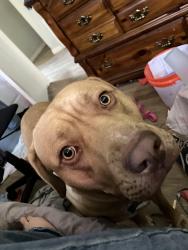 Reunited Male Dog last seen Near hardy st, Titusville, FL 32780