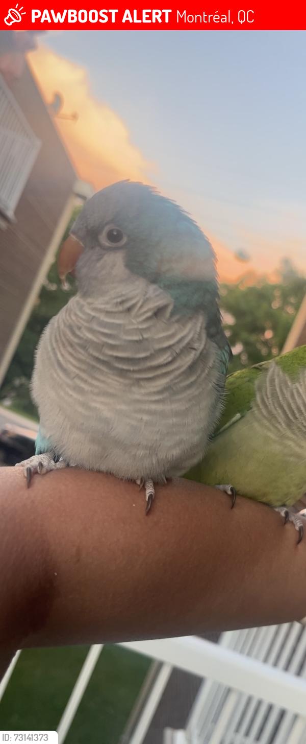Lost Male Bird last seen Rue Dudemaine et grenet, Montréal,QC, Montréal, QC 