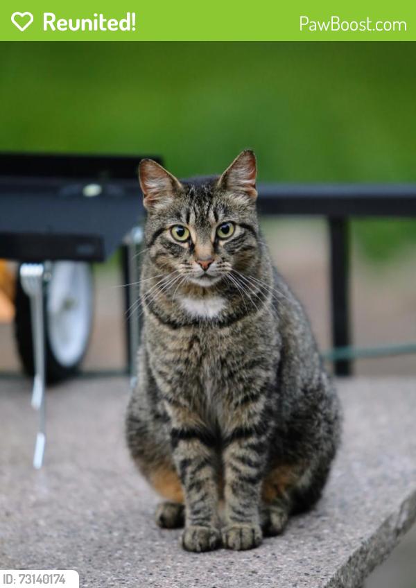 Reunited Female Cat last seen Boyd Ave, Inver Grove Heights, MN 55076