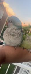 Lost Male Bird last seen Rue Dudemaine et grenet, Montréal,QC, Montréal, QC 