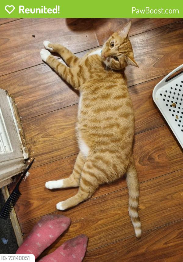 Reunited Male Cat last seen Fernhead Road, Greater London, England 