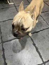 Found/Stray Male Dog last seen Broadview park, Broadview Park, FL 33317