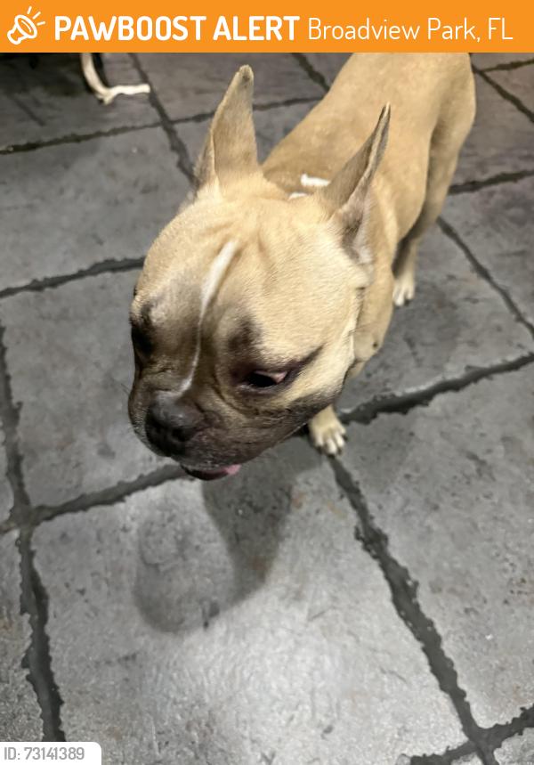 Found/Stray Male Dog last seen Broadview park, Broadview Park, FL 33317