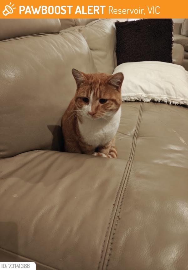 Found/Stray Male Cat last seen Corner of Moira avenue and Churchill Ave reservoir, Reservoir, VIC 3073