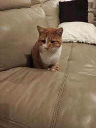 Found/Stray Male Cat last seen Corner of Moira avenue and Churchill Ave reservoir, Reservoir, VIC 3073
