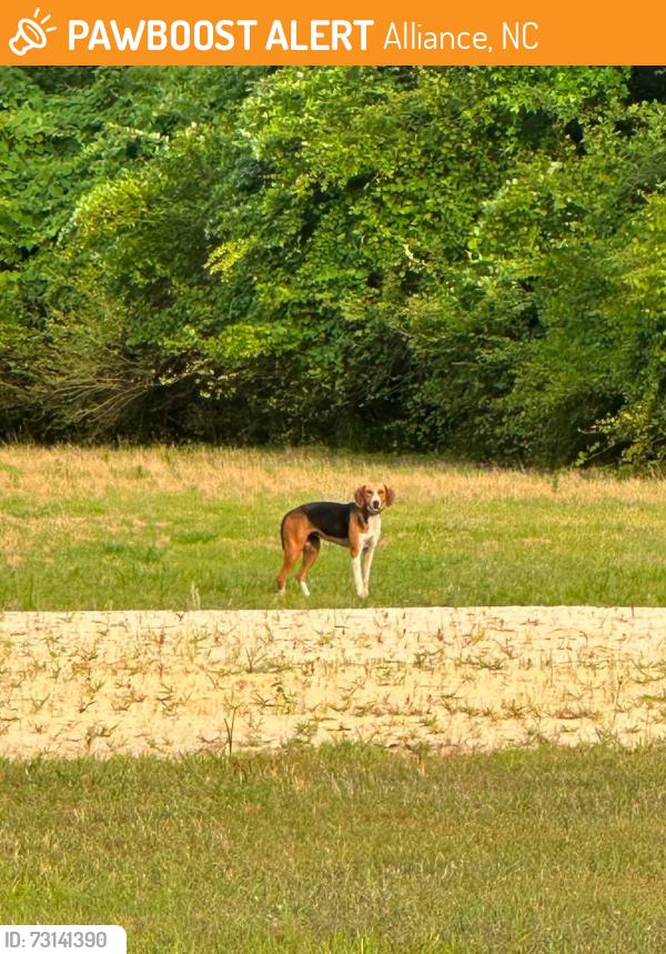 Found/Stray Female Dog last seen Alliance NC near Little Italy & Bay River Rd, Alliance, NC 28515