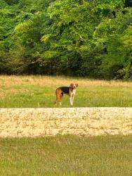 Found/Stray Female Dog last seen Alliance NC near Little Italy & Bay River Rd, Alliance, NC 28515