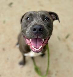 Shelter Stray Male Dog last seen CHARLOTTE, 8315 Byrum Dr, Charlotte, NC 28217, USA