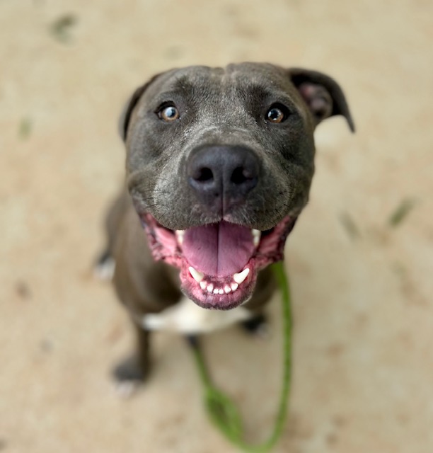 Shelter Stray Male Dog last seen CHARLOTTE, 8315 Byrum Dr, Charlotte, NC 28217, USA