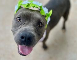 Shelter Stray Female Dog last seen CHARLOTTE, 8315 Byrum Dr, Charlotte, NC 28217, USA