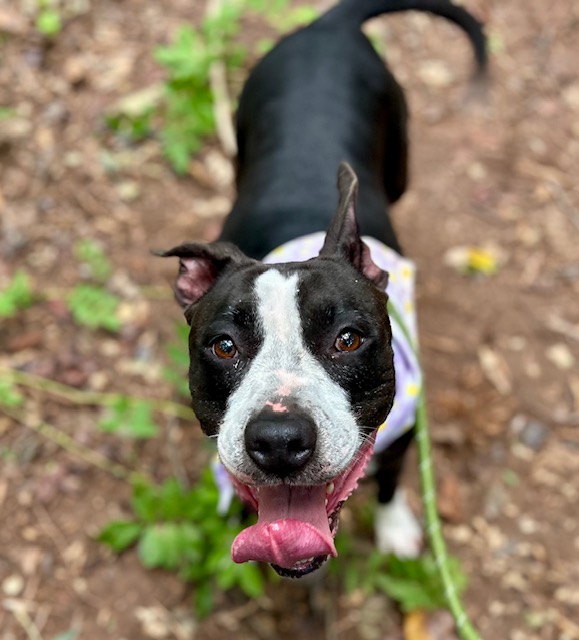 Shelter Stray Female Dog last seen CHARLOTTE, 8315 Byrum Dr, Charlotte, NC 28217, USA