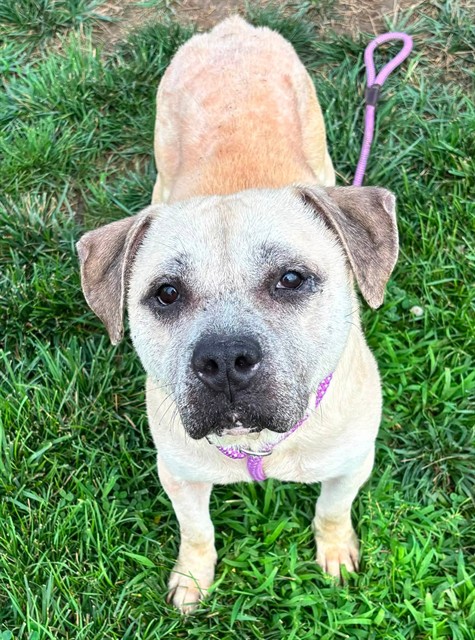 Shelter Stray Male Dog last seen Near BLOCK DIXIE HWY, 3528 Newburg Rd, Louisville, KY 40218, USA