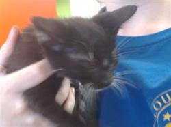 Shelter Stray Male Cat last seen Near BLOCK RIVER PARK, 3528 Newburg Rd, Louisville, KY 40218, USA