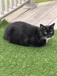 Lost Male Cat last seen Crystal Tree community, Orland Park, IL 60462