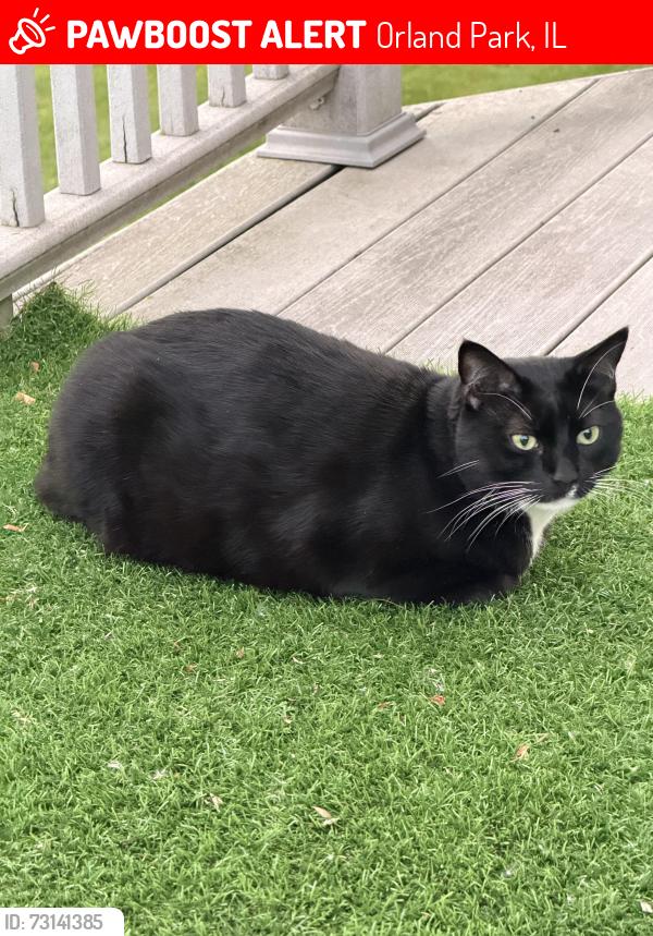 Lost Male Cat last seen Crystal Tree community, Orland Park, IL 60462
