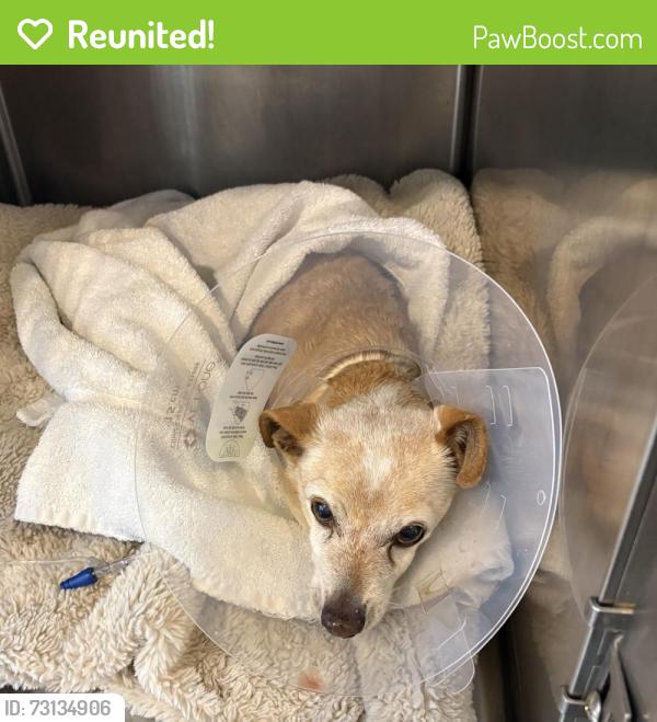 Reunited Male Dog last seen Sunset Lane and Military Trail, West Palm Beach, FL 33415