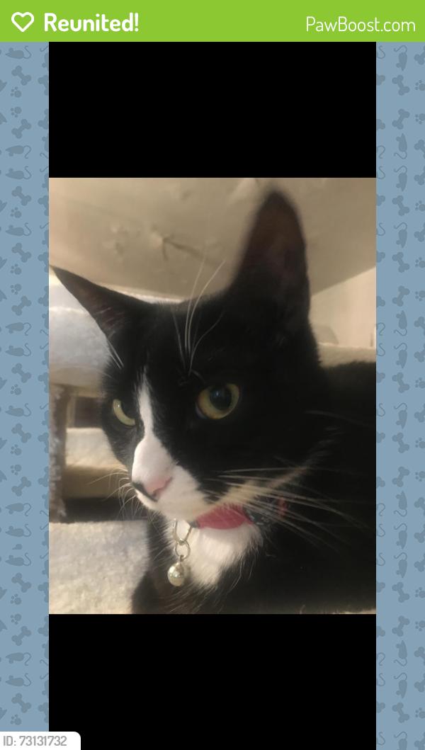 Reunited Female Cat last seen Chatterton Ave, White Plains, NY 10607
