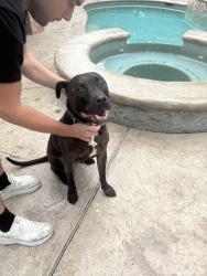 Found/Stray Male Dog last seen Creek near Fox Spring Park and Forest Village subdivision, Spring, TX 77386