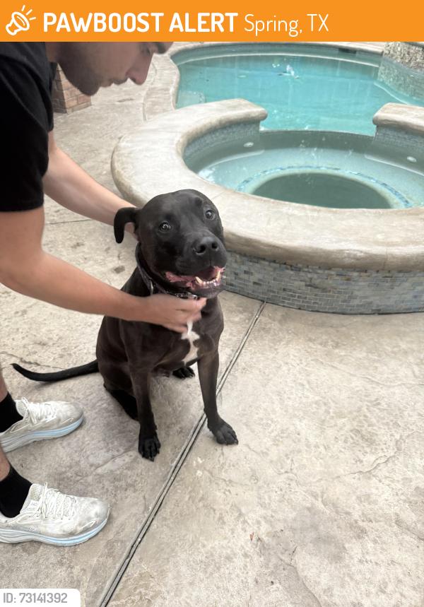 Found/Stray Male Dog last seen Creek near Fox Spring Park and Forest Village subdivision, Spring, TX 77386