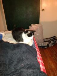 Reunited Male Cat last seen Armstrong, San Diego, CA 92111