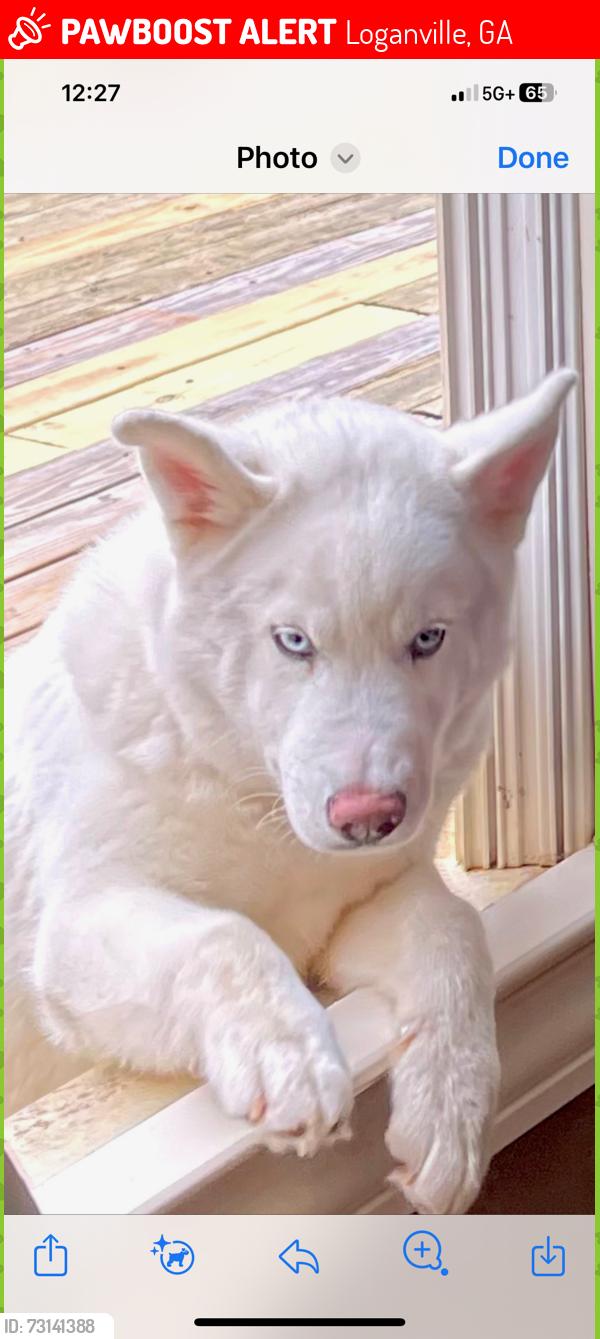 Lost Female Dog last seen Gateway Drive / Miller Bottom road, Loganville, GA 30052