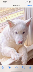 Lost Female Dog last seen Gateway Drive / Miller Bottom road, Loganville, GA 30052