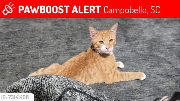 Lost Male Cat last seen Feree Rd and Motlow Creek rd, Campobello, SC 29322
