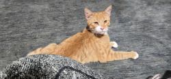 Lost Male Cat last seen Feree Rd and Motlow Creek rd, Campobello, SC 29322