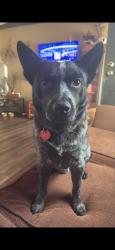 Reunited Male Dog last seen Nichols Street, across from Murphys Gas Station, Sevierville, TN 37862