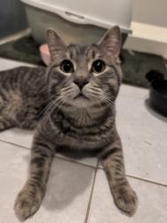 Found/Stray Unknown Cat last seen Around Austin and sunny side, Chicago, IL 60634