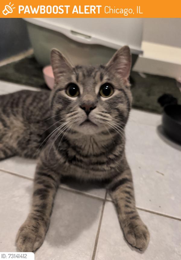 Found/Stray Unknown Cat last seen Around Austin and sunny side, Chicago, IL 60634