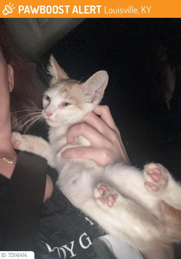 Found/Stray Unknown Cat last seen Pizza Hut, Louisville, KY 40229