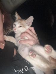 Found/Stray Unknown Cat last seen Pizza Hut, Louisville, KY 40229