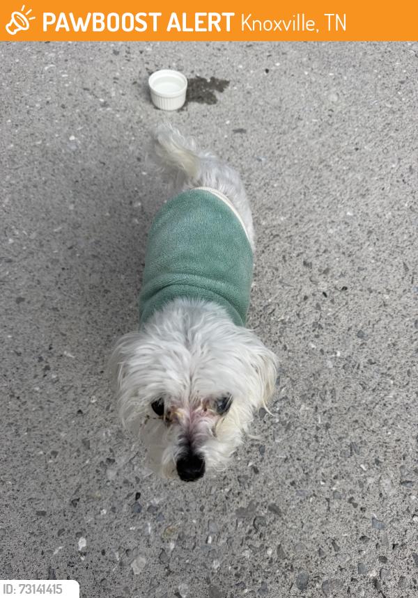Found/Stray Female Dog last seen Bardhill lane/ Nubbin Ridge rd, Knoxville, TN 37923