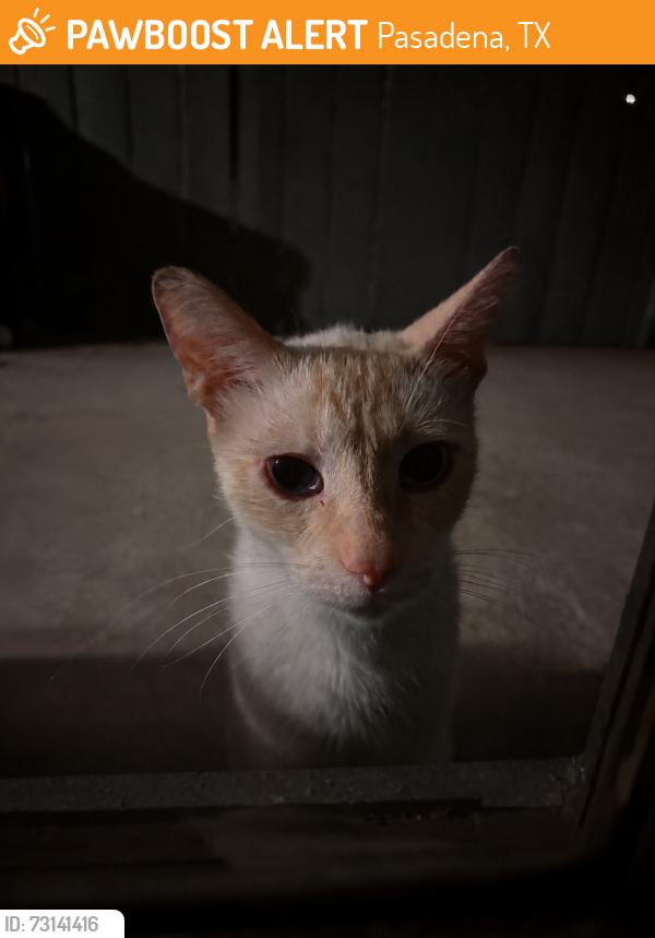 Found/Stray Unknown Cat last seen Burke rd, Pasadena, TX 77502