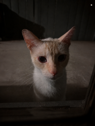 Found/Stray Unknown Cat last seen Burke rd, Pasadena, TX 77502