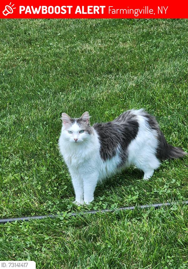 Lost Female Cat last seen Bluepoint Rd, Farmingville, NY 11738