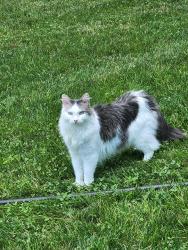 Lost Female Cat last seen Bluepoint Rd, Farmingville, NY 11738