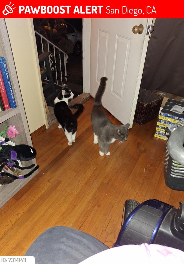 Lost Male Cat last seen Armstrong, San Diego, CA 92111