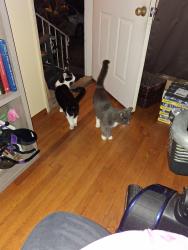 Lost Male Cat last seen Armstrong, San Diego, CA 92111