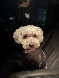Reunited Female Dog last seen Mitchell Ave, Riverside, CA 92505, USA, Riverside, CA 92505