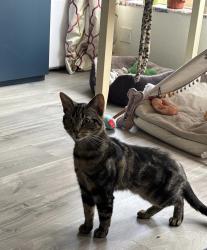 Reunited Male Cat last seen Anglesea and Palace road - near surbiton high school, Greater London, England 