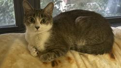 Lost Female Cat last seen Near Metcalf Ct across from Happys Supermarket, Boston, MA 02130