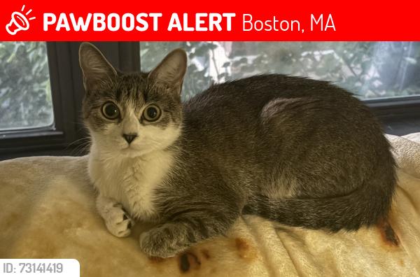Lost Female Cat last seen Near Metcalf Ct across from Happys Supermarket, Boston, MA 02130