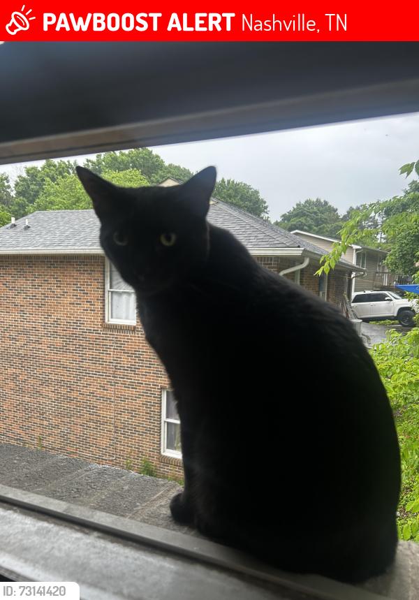 Lost Male Cat last seen mariposa park, Nashville, TN 37013