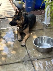 Reunited Male Dog last seen Mitchell Ave, Riverside, CA 92505, USA, Riverside, CA 92505