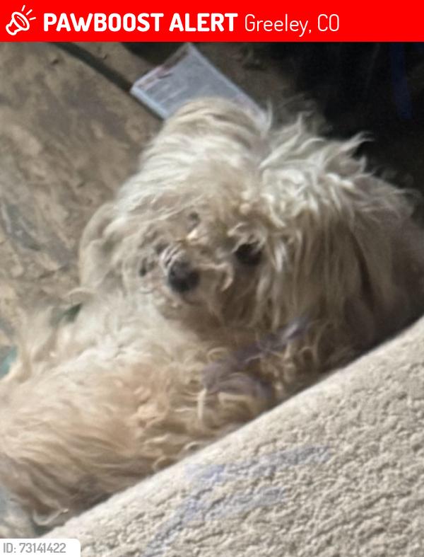 Lost Male Dog last seen West 10th Street and 26th Avenue, Greeley, CO 80634