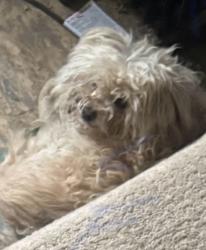 Lost Male Dog last seen West 10th Street and 26th Avenue, Greeley, CO 80634