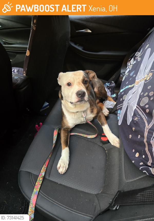 Found/Stray Male Dog last seen Clark Run Rd, Xenia, OH 45385