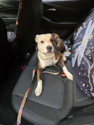 Found/Stray Male Dog last seen Clark Run Rd, Xenia, OH 45385